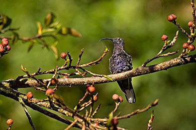 肉鸽类动作游戏《妖刀退魔忍》确定9月16日Steam发售